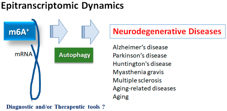 In Search of a Function for the N6-Methyladenosine in Epitranscriptome, Autophagy and Neurodegenerative Diseases.