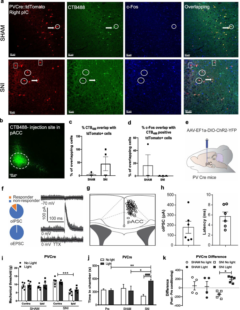 Inhibitory insula-ACC projections modulate affective but not sensory aspects of neuropathic pain.