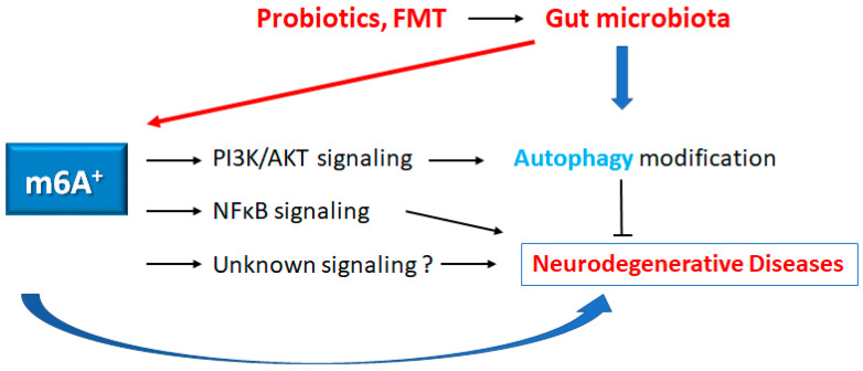 In Search of a Function for the N6-Methyladenosine in Epitranscriptome, Autophagy and Neurodegenerative Diseases.