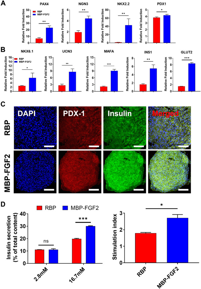 Self-organized insulin-producing β-cells differentiated from human omentum-derived stem cells and their in vivo therapeutic potential.