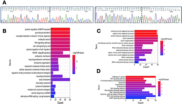 <i>HNRNPC-RARA</i> Fusion Gene in a Case with Acute Promyelocytic Leukemia Lacking <i>PML-RARA</i> Rearrangement Presenting with Abundant Hemophagocytosis