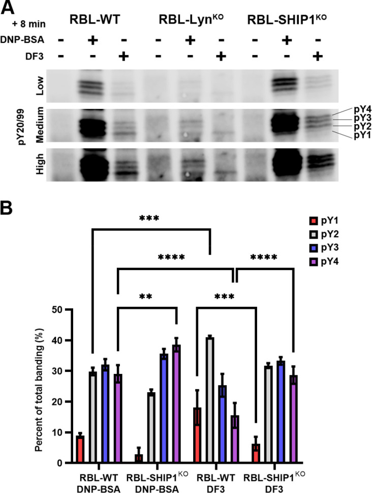 Antigen properties shape organization of FcεRI aggregates to tune mast cell signaling.