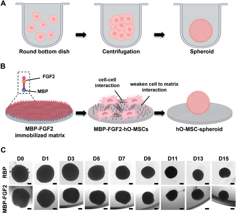 Self-organized insulin-producing β-cells differentiated from human omentum-derived stem cells and their in vivo therapeutic potential.