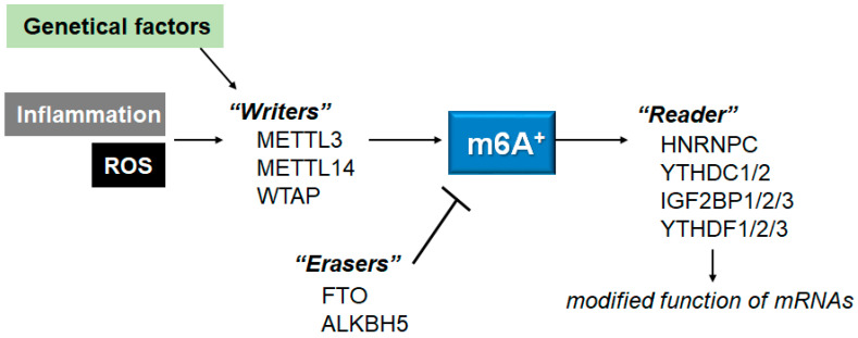 In Search of a Function for the N6-Methyladenosine in Epitranscriptome, Autophagy and Neurodegenerative Diseases.