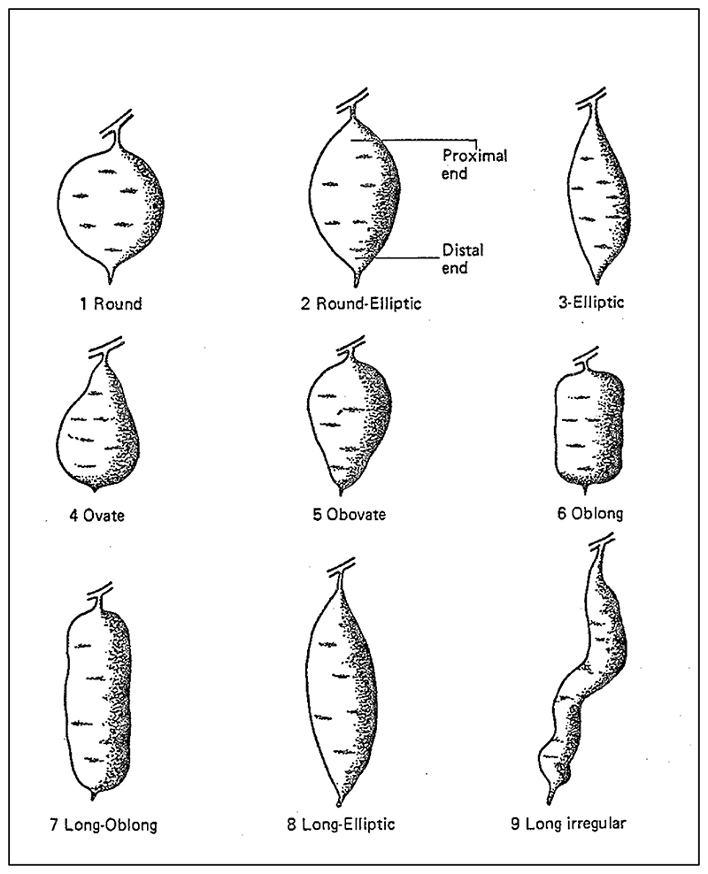 Diversifying Description: Sweet Potato Science and International Agricultural Research after the Green Revolution.