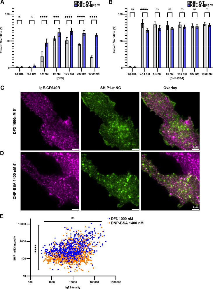 Antigen properties shape organization of FcεRI aggregates to tune mast cell signaling.