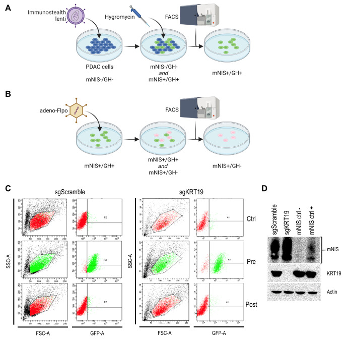 Sensitive, non-immunogenic <i>in vivo</i> imaging of cancer metastases and immunotherapy response.