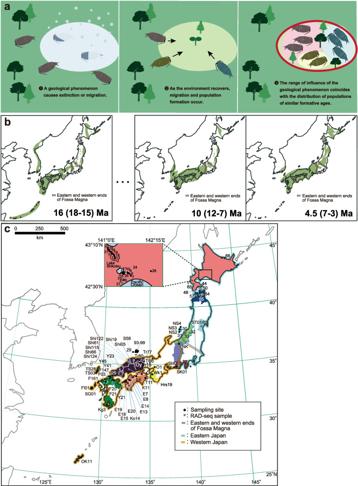 History of the terrestrial isopod genus Ligidium in Japan based on phylogeographic analysis.