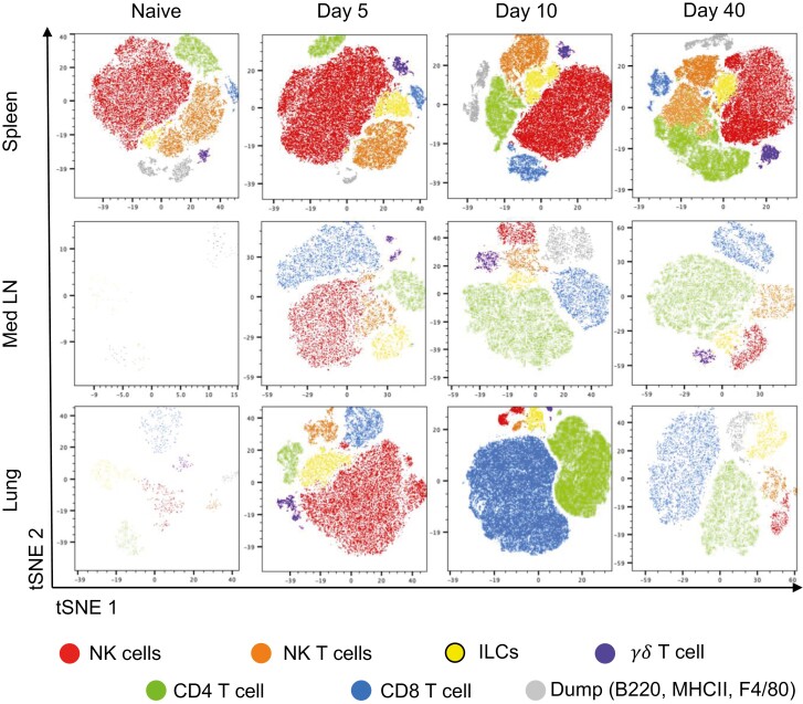 Triphasic production of IFN<i>γ</i> by innate and adaptive lymphocytes following influenza A virus infection.