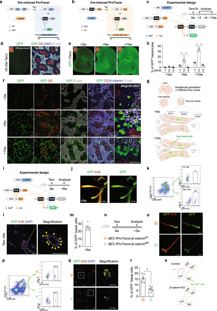 Functional ProTracer identifies patterns of cell proliferation in tissues and underlying regulatory mechanisms.