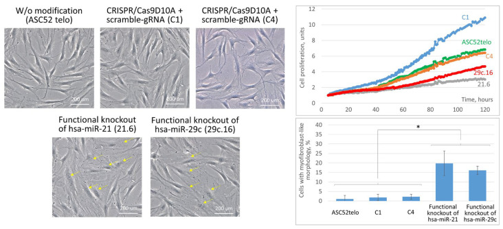 Advances and Obstacles in Using CRISPR/Cas9 Technology for Non-Coding RNA Gene Knockout in Human Mesenchymal Stromal Cells.