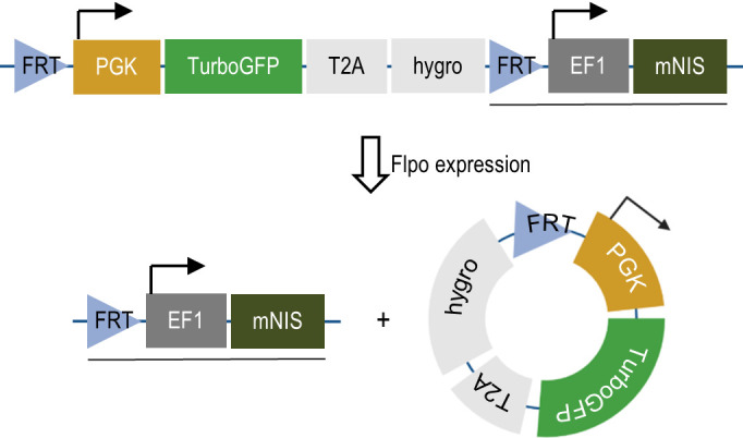 Sensitive, non-immunogenic <i>in vivo</i> imaging of cancer metastases and immunotherapy response.