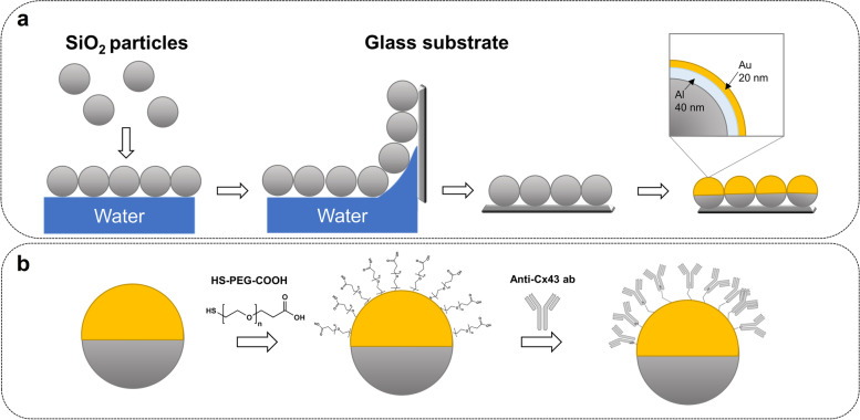 A novel and cost-effective method for high-throughput 3D culturing and rhythmic assessment of hiPSC-derived cardiomyocytes using retroreflective Janus microparticles.