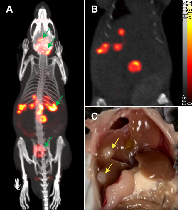 Sensitive, non-immunogenic <i>in vivo</i> imaging of cancer metastases and immunotherapy response.