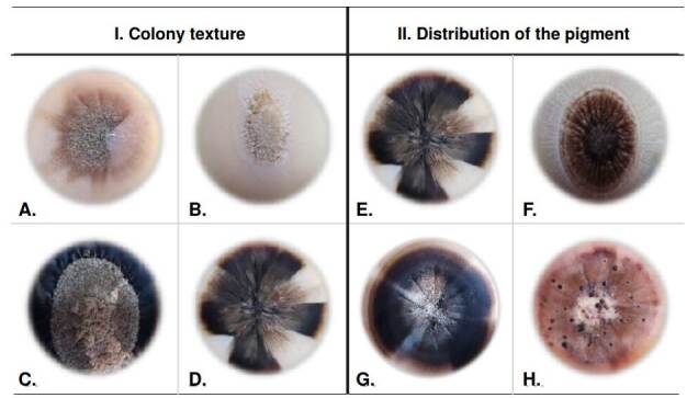 Phenotypic and genotypic characterization of Colombian clinical isolates of Sporothrix spp.