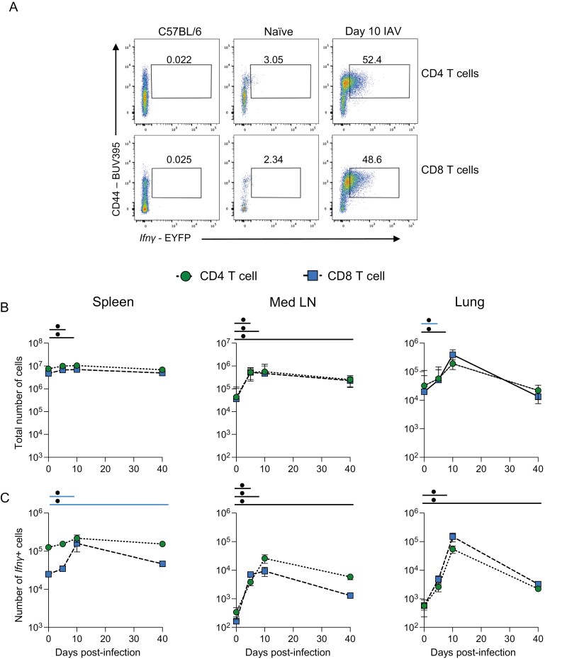 Triphasic production of IFN<i>γ</i> by innate and adaptive lymphocytes following influenza A virus infection.