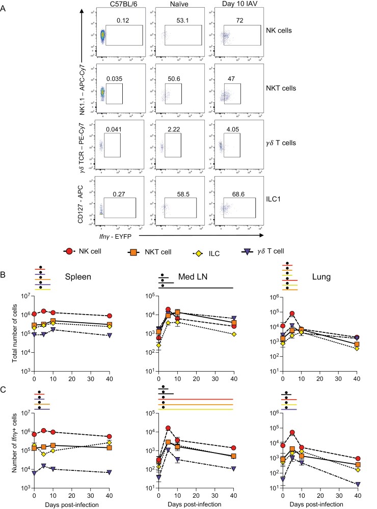 Triphasic production of IFN<i>γ</i> by innate and adaptive lymphocytes following influenza A virus infection.