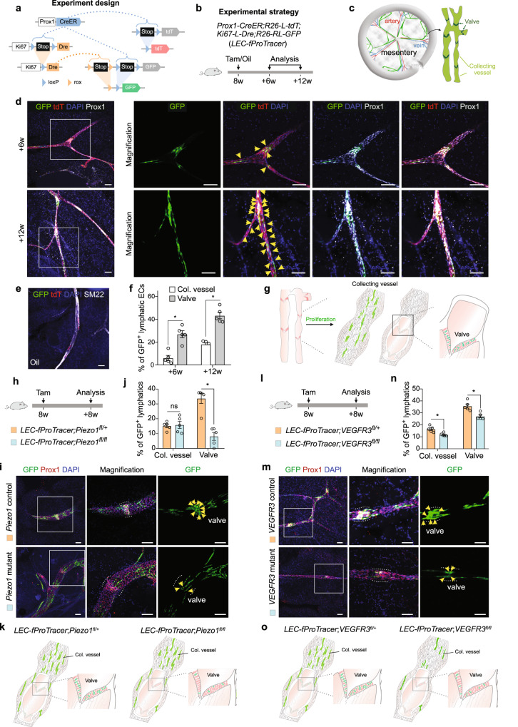 Functional ProTracer identifies patterns of cell proliferation in tissues and underlying regulatory mechanisms.