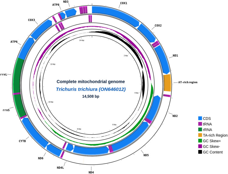 De novo assembled mitogenome analysis of Trichuris trichiura from Korean individuals using nanopore-based long-read sequencing technology.