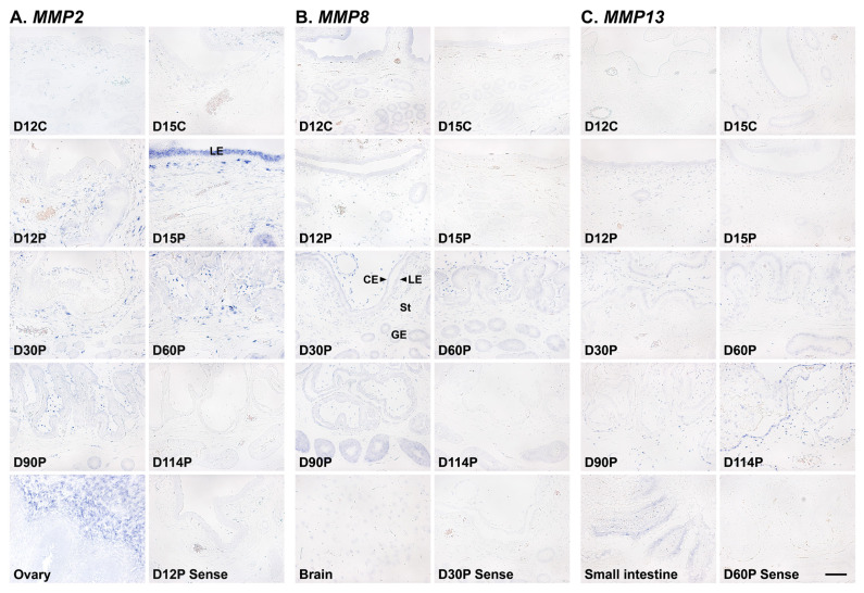 Matrix metalloproteinases: expression and regulation in the endometrium during the estrous cycle and at the maternal-conceptus interface during pregnancy in pigs.