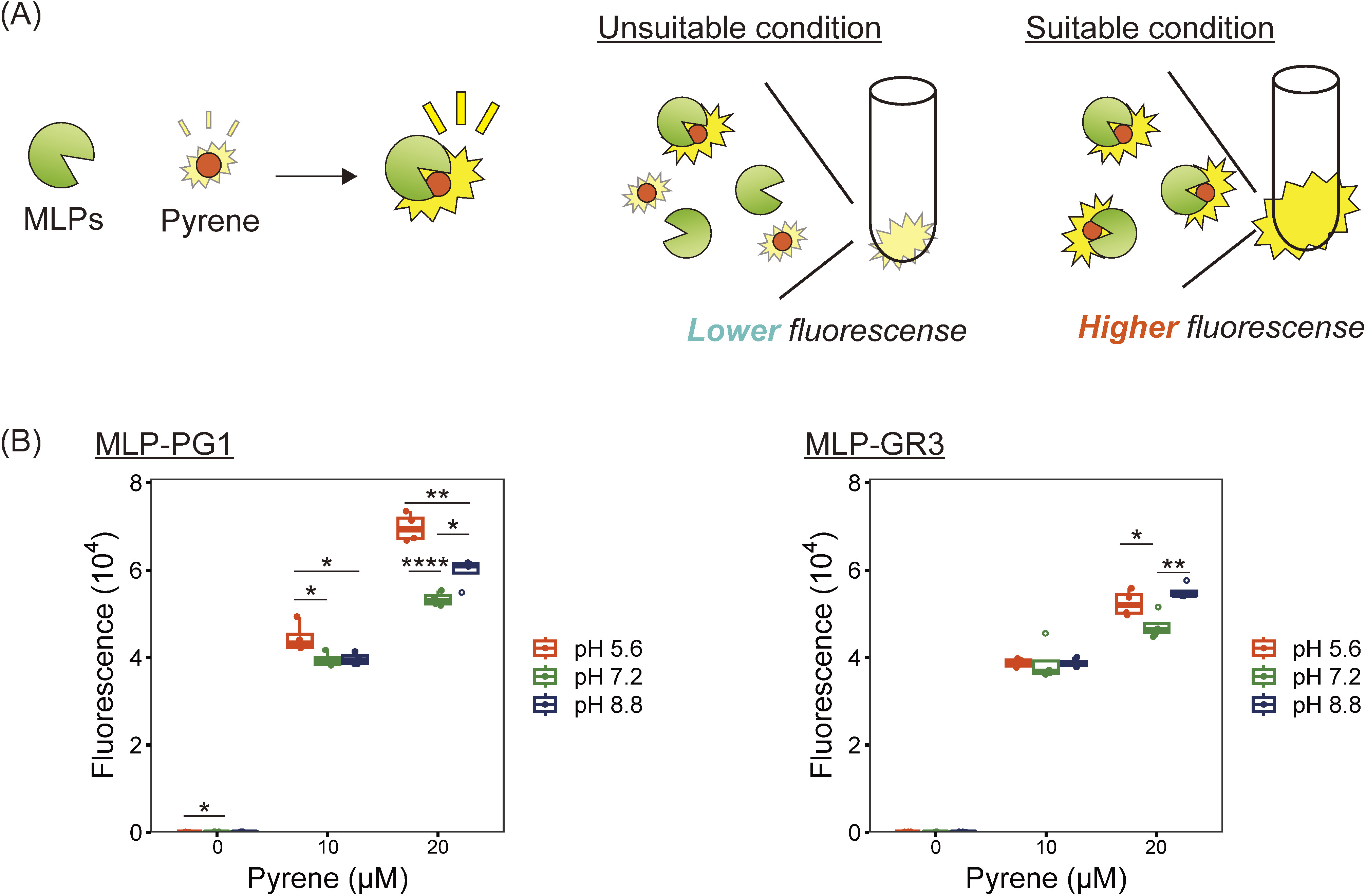 Major latex-like proteins show pH dependency in their binding to hydrophobic organic pollutants.