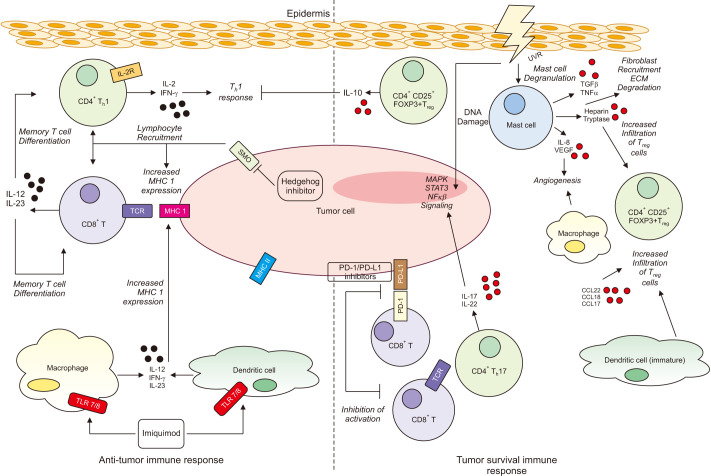 The Immune Microenvironment in Basal Cell Carcinoma.