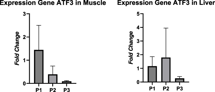 The effect of feeding with different protein levels on internal organ weight and gene expression of MEF2A and ATF3 in crossbred local chicken using RT-PCR.