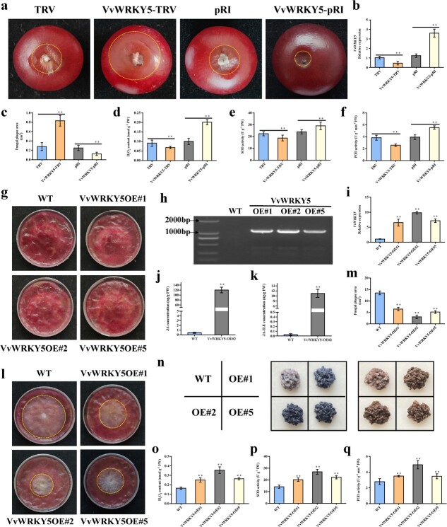 VvWRKY5 enhances white rot resistance in grape by promoting the jasmonic acid pathway.