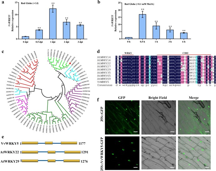 VvWRKY5 enhances white rot resistance in grape by promoting the jasmonic acid pathway.