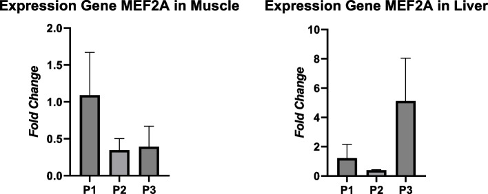 The effect of feeding with different protein levels on internal organ weight and gene expression of MEF2A and ATF3 in crossbred local chicken using RT-PCR.