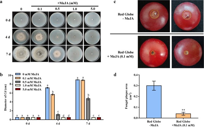 VvWRKY5 enhances white rot resistance in grape by promoting the jasmonic acid pathway.