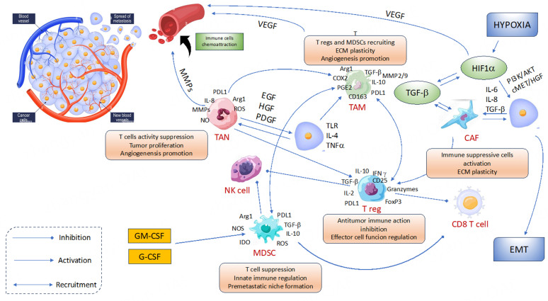 Primary and acquired resistance to first-line therapy for clear cell renal cell carcinoma.