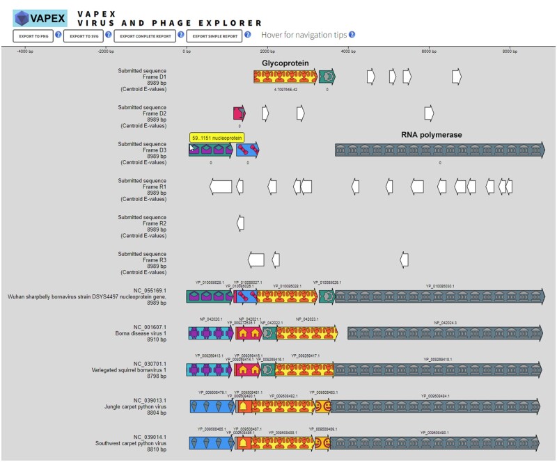 VAPEX: an interactive web server for the deep exploration of natural virus and phage genomes.