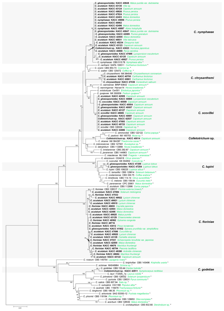 Re-identification of Colletotrichum acutatum Species Complex in Korea and Their Host Plants.