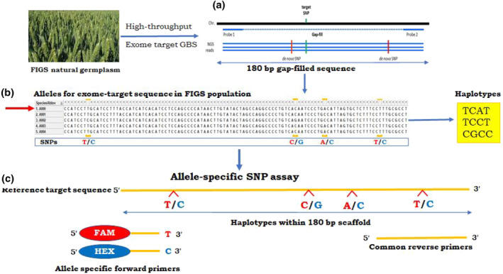 Exome-based new allele-specific PCR markers and transferability for sodicity tolerance in bread wheat (<i>Triticum aestivum</i> L.).