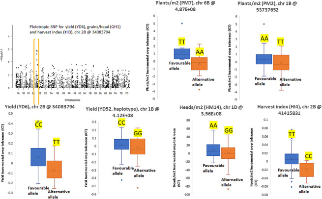 Exome-based new allele-specific PCR markers and transferability for sodicity tolerance in bread wheat (<i>Triticum aestivum</i> L.).