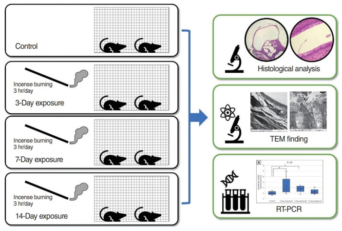 Effects of Particulate Matter Exposure on the Eustachian Tube and Middle Ear Mucosa of Rats.