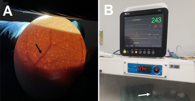 A fast and simple protocol to anaesthesia in chicken embryos.