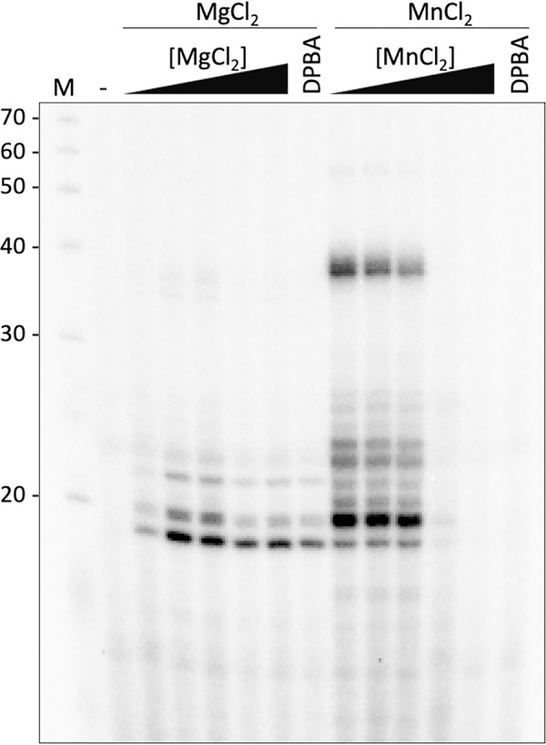 Structural and functional characterization of the Sin Nombre virus L protein.