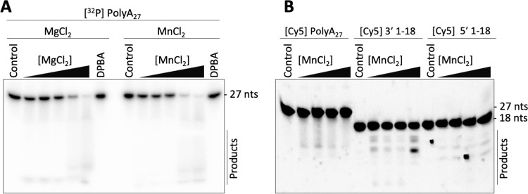 Structural and functional characterization of the Sin Nombre virus L protein.