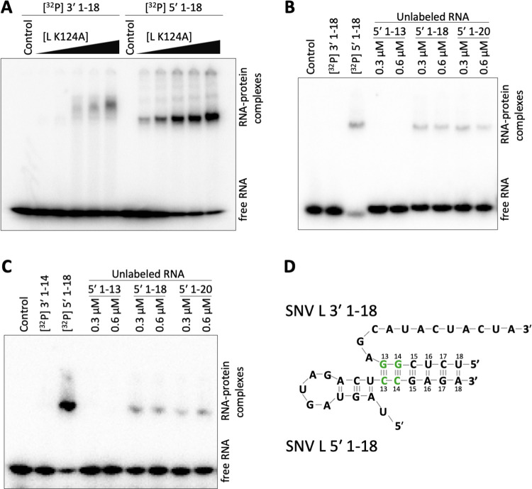 Structural and functional characterization of the Sin Nombre virus L protein.