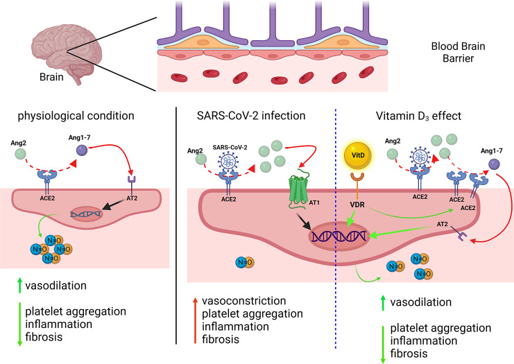 Understanding the Immune-Endocrine Effects of Vitamin D in SARS-CoV-2 Infection: A Role in Protecting against Neurodamage.