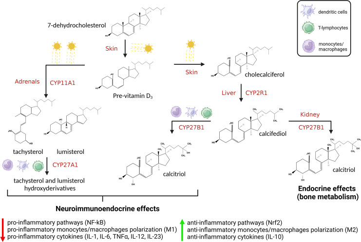 Understanding the Immune-Endocrine Effects of Vitamin D in SARS-CoV-2 Infection: A Role in Protecting against Neurodamage.