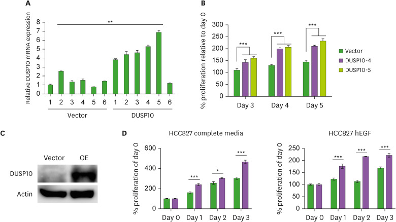 Tumor Promoting Function of DUSP10 in Non-Small Cell Lung Cancer Is Associated With Tumor-Promoting Cytokines.