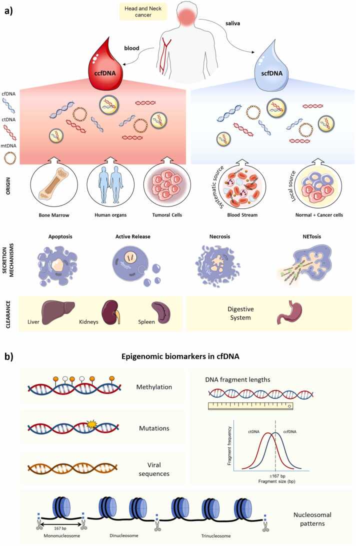 Liquid biopsies based on cell-free DNA as a potential biomarker in head and neck cancer