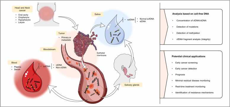 Liquid biopsies based on cell-free DNA as a potential biomarker in head and neck cancer