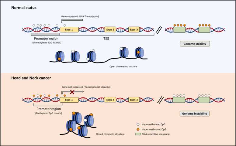 Liquid biopsies based on cell-free DNA as a potential biomarker in head and neck cancer