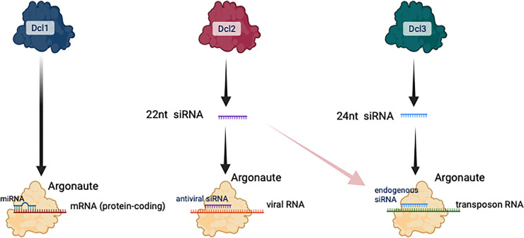 Planting the seeds for a forest of RNAi pathways.