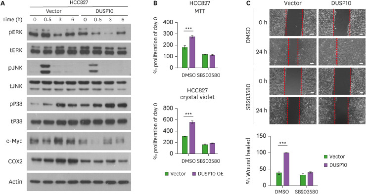 Tumor Promoting Function of DUSP10 in Non-Small Cell Lung Cancer Is Associated With Tumor-Promoting Cytokines.