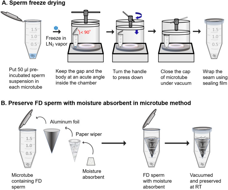 A novel, simplified method to prepare and preserve freeze-dried mouse sperm in plastic microtubes.